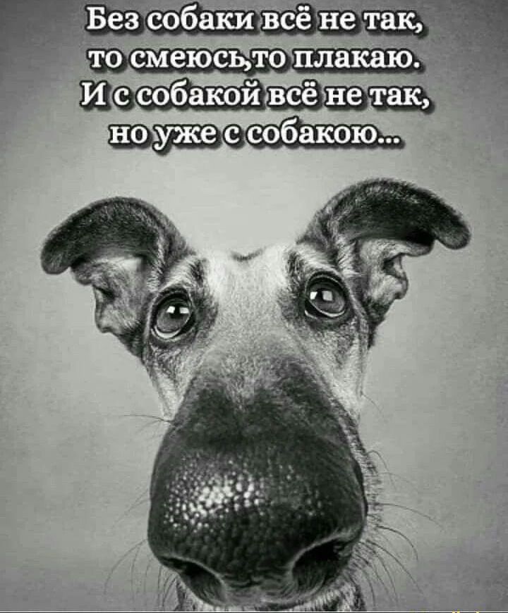 то смеюсьло плшшю Ще собакой всё не так