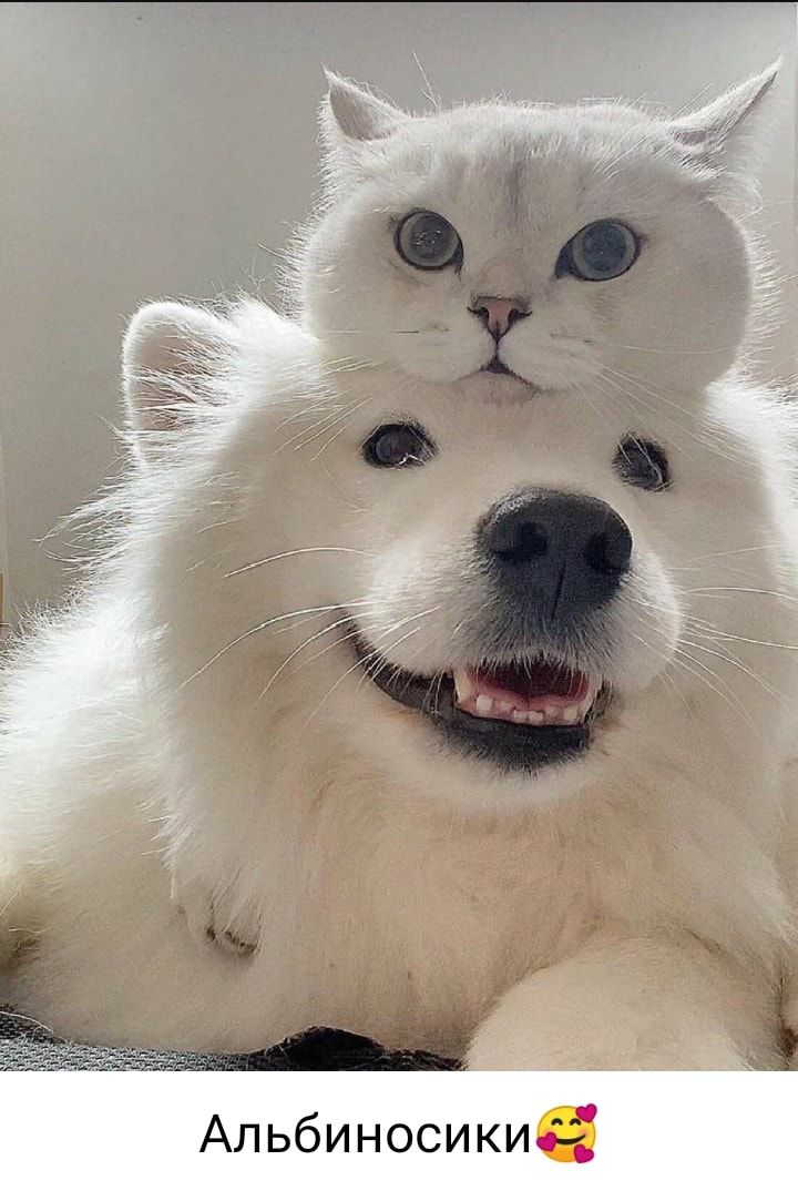 Альбиносикиё Ё