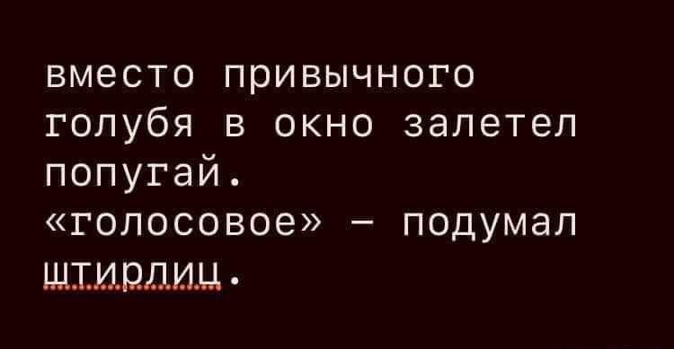 вместо привычного голубя в окно залетел попугай голосовое подумал ШШИПДИЦ