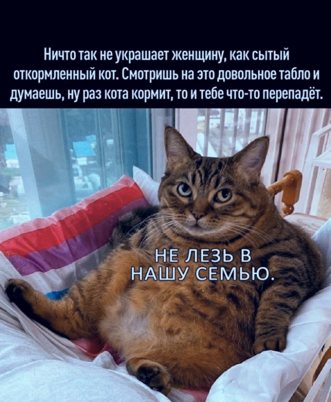 Ничто так не украшает женщину как сытый откормпеииый кт Сишришь на это довольное табло и думаешь ну раз кота кормит то и тебе что то пврепадёт НЕ ЛЕЗЬ В НАШУ СЕМЬЮ