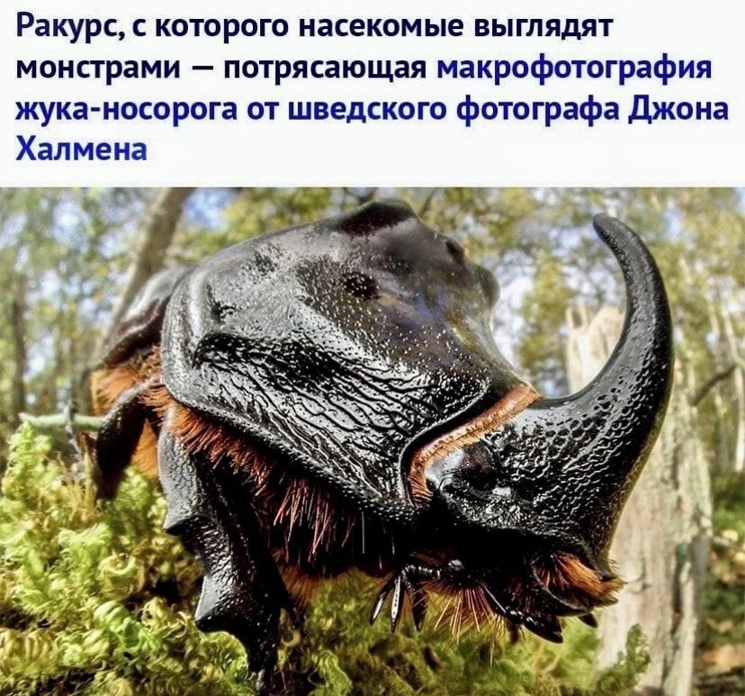 Ракурс которого насекомые выглядят монстрами потрясающая макрофотографии жука носорога от шведского Фотографа джона Халмена _о