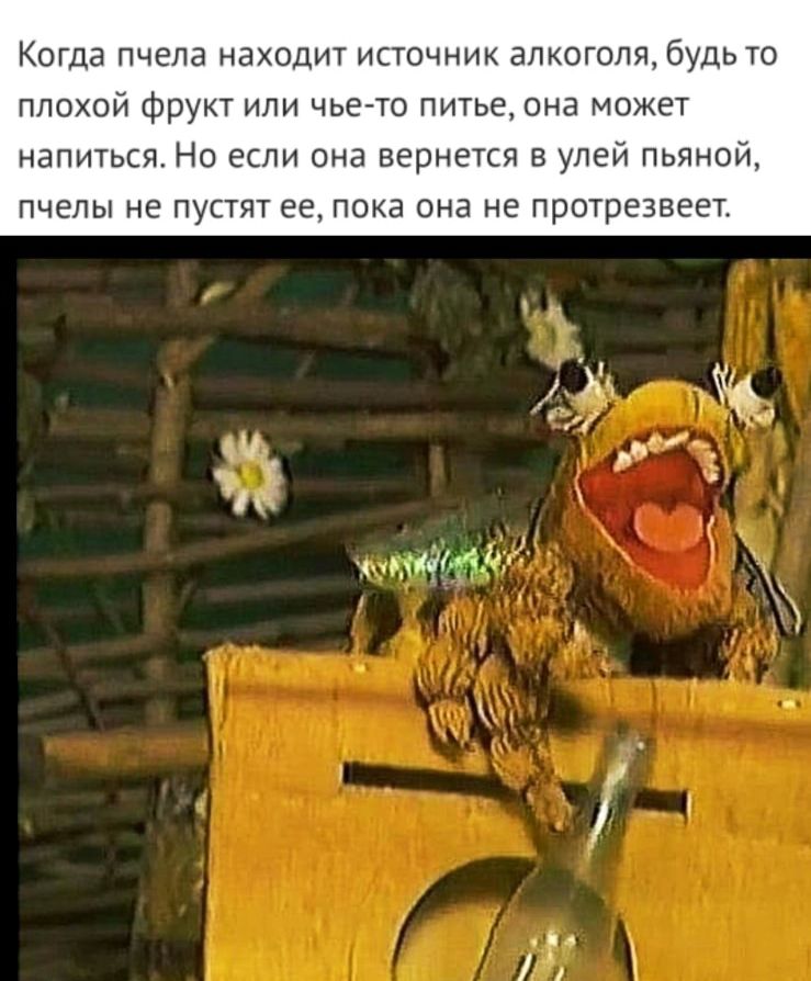 Когда пчела находит источник апкотоля будь то плохой фрукт или чьегто питье она может напиться Но если она вернется улей пьяной пчелы не пустят ее пока она не протрезвеет