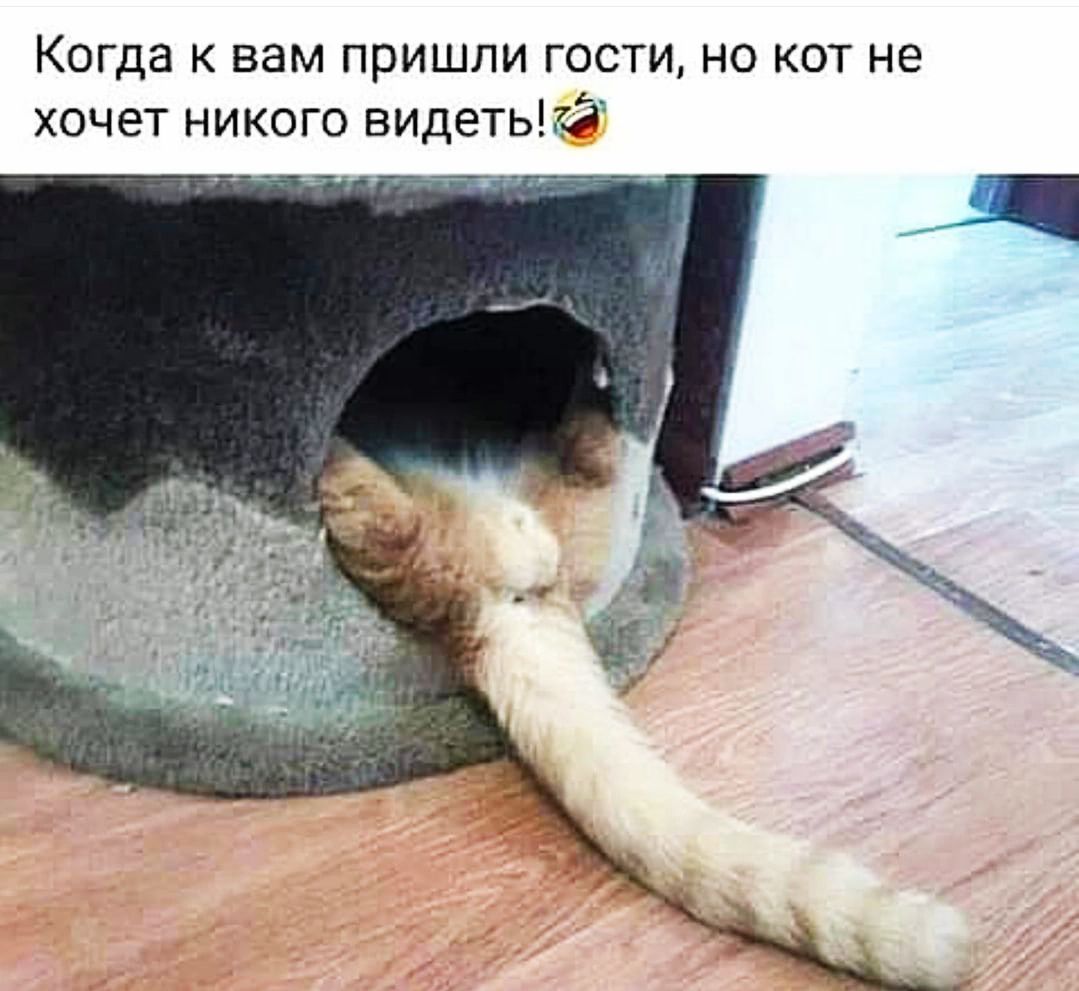 Когда к вам пришли гости но кот не хочет никого видный