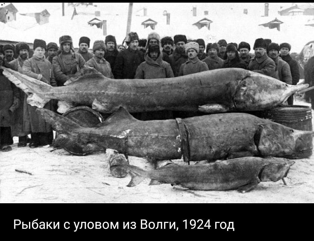 Рыбаки уловом из Волги 7924 год