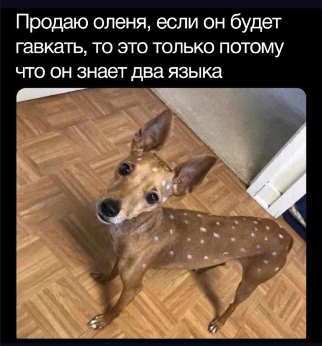 Продаю оленя если он будет гавкать то это только потому что он знает два языка