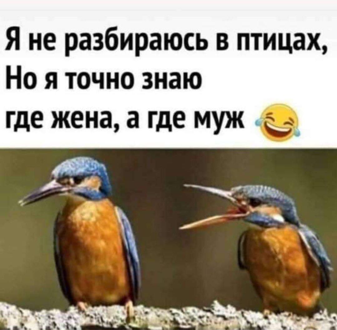 Я не разбираюсь в птицах Но я точно знаю где жена а где муж в