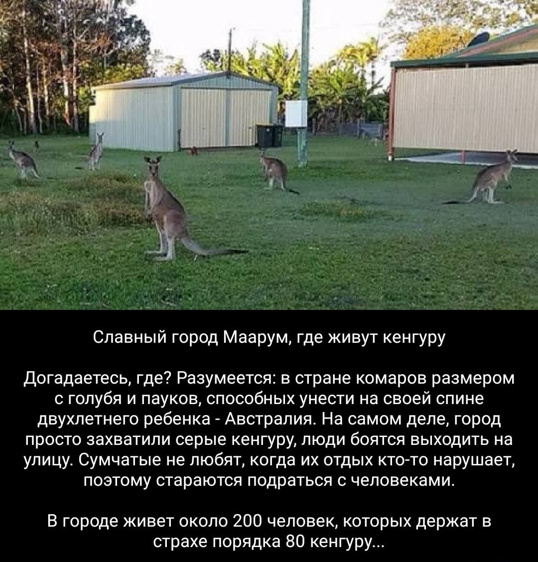 Славный город Маврум где живут кенгуру догадаетесь Где Разумеется в стане комаров размером с голуби и пауков способных унести на своей спине двухлетнего ребенка _ Австралия На самом деле горад прост захватили серые кенгуру люди боятся выходить на улицу сумчатые не любят пгда их отдых тмо нарушает позтму стараются ппдраться человеками в городе живет около то человек которых держат в страхе порядка 