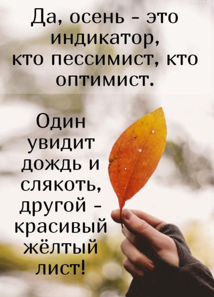 Да осень это индикатор кто пессимист кто оптимист Оди увидит дождь и слякоть другой красивый жёлтый писщ