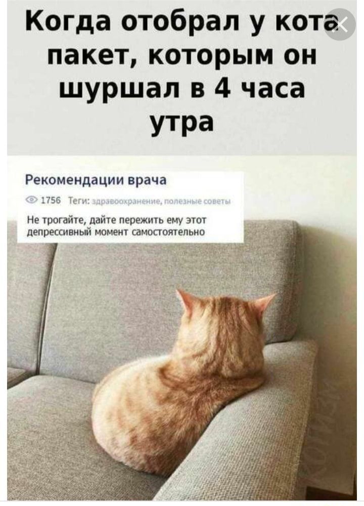 Когда отобрал у кота пакет которым он шуршал в 4 часа утра Рекомендации врача 55 не читай дат пережшь ту эш джкипмый ммм ампитепьип