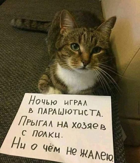Ночью ИГРА Ь ПАРАШЮТЦСТА ЛРыгАА НА хозяев С Полки