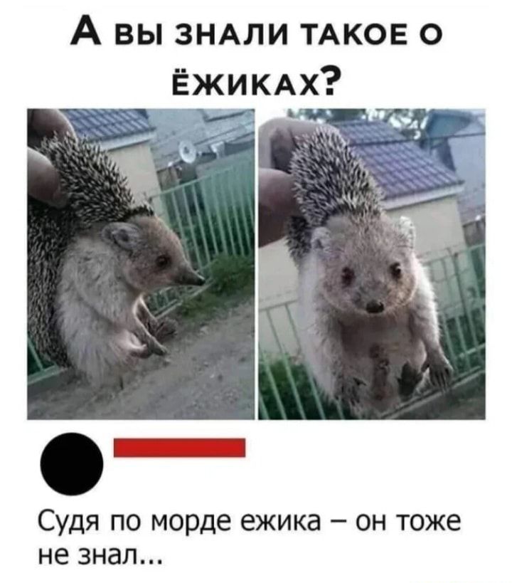 А вы ЗНАЛИ ТАКОЕ о ЁЖИКАХ Судя по морде ежика он тоже не знал