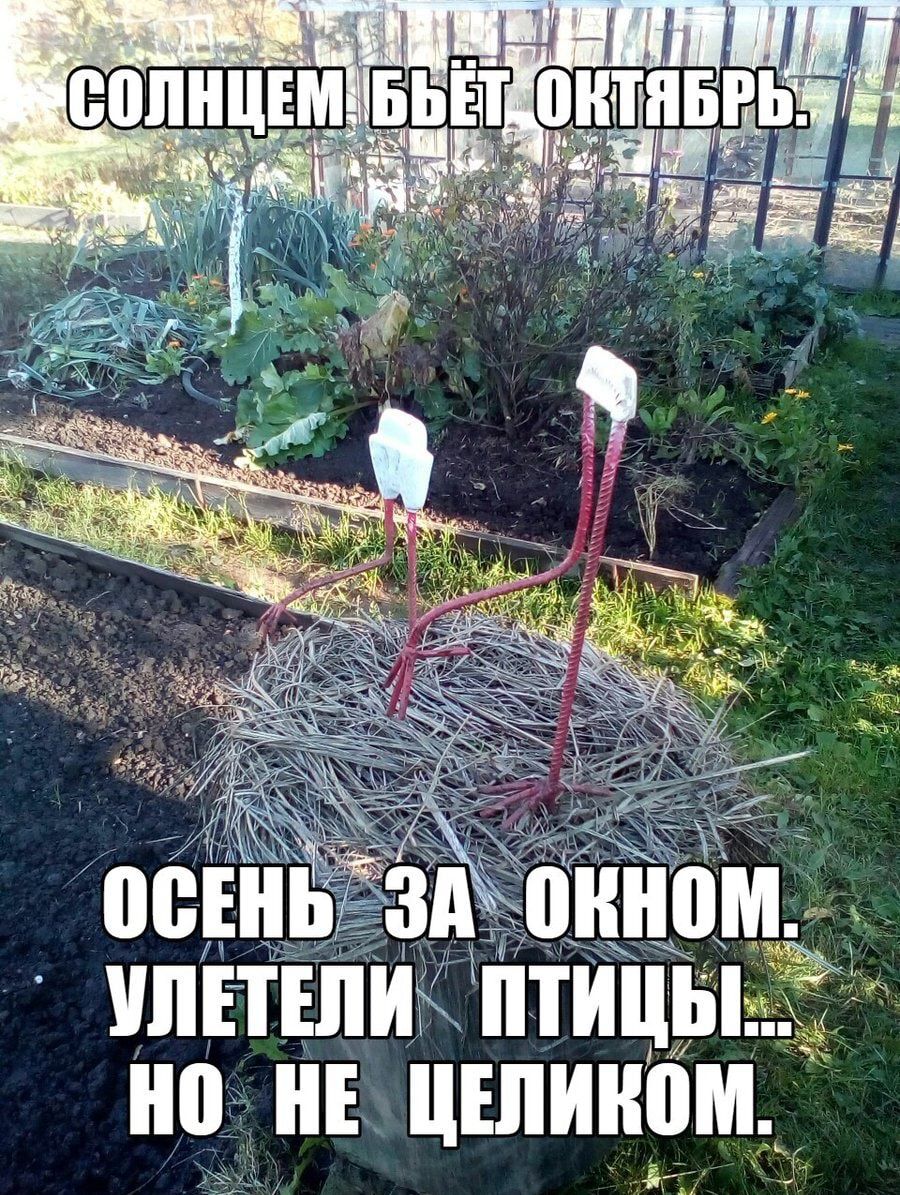 _ УПЕТШЖ ПТИЦЫ Е ЦЕЛИИПМ
