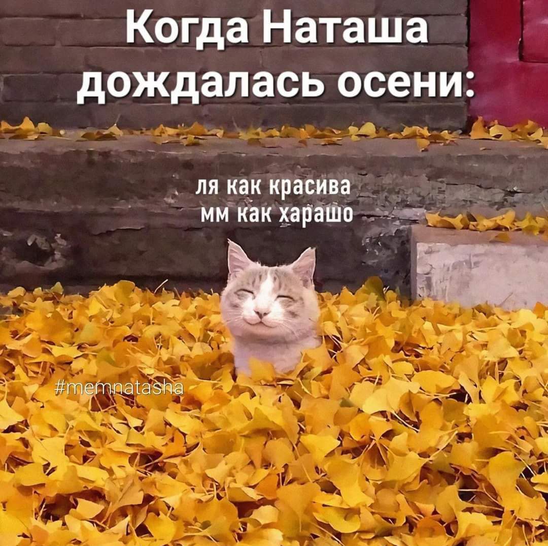 Когда Наташа дождалась осени ля как красива ммиакхапШв ц 5 _ _