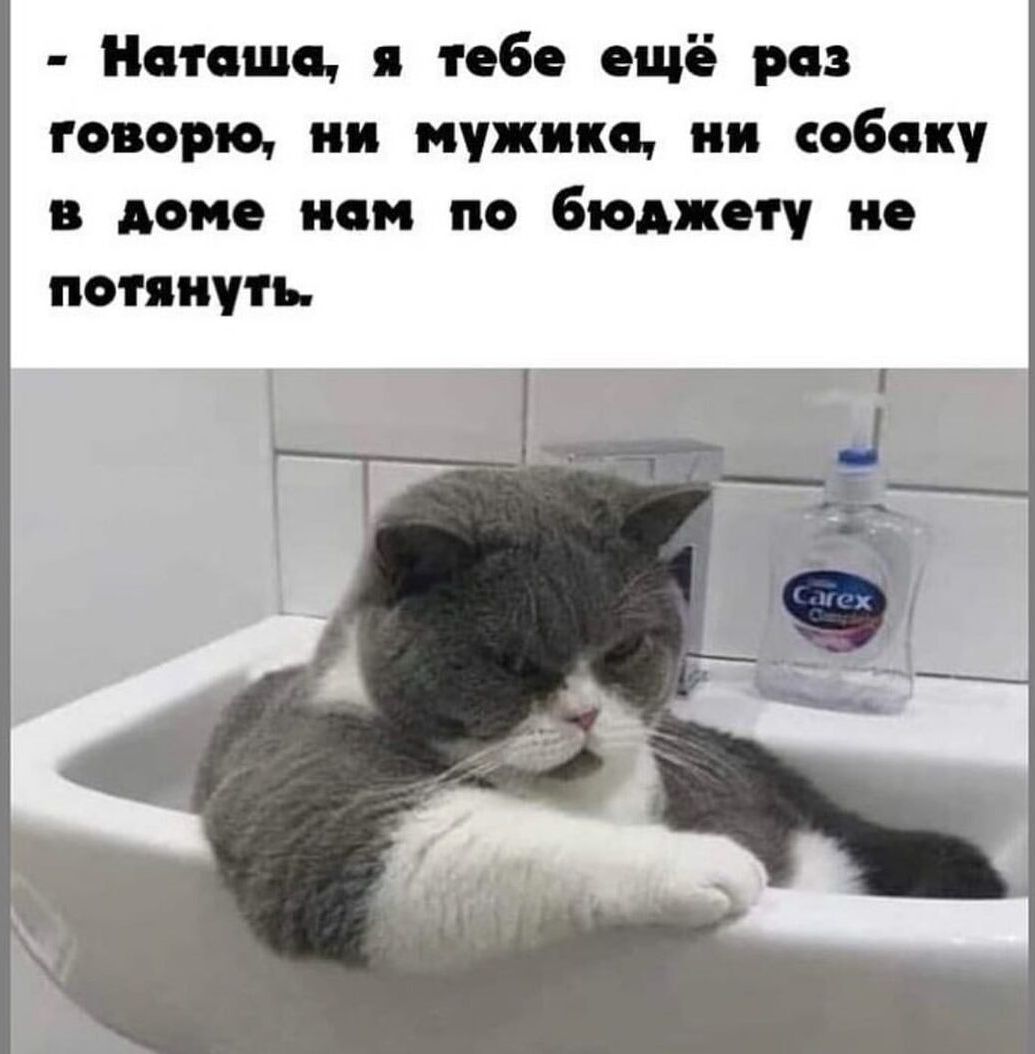 Наташа тебе ещё раз говорю ии мужики ии собаку дом нам по бюджету и потянуть