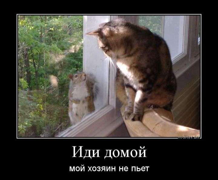 Иди домой мой хозяин не пьет