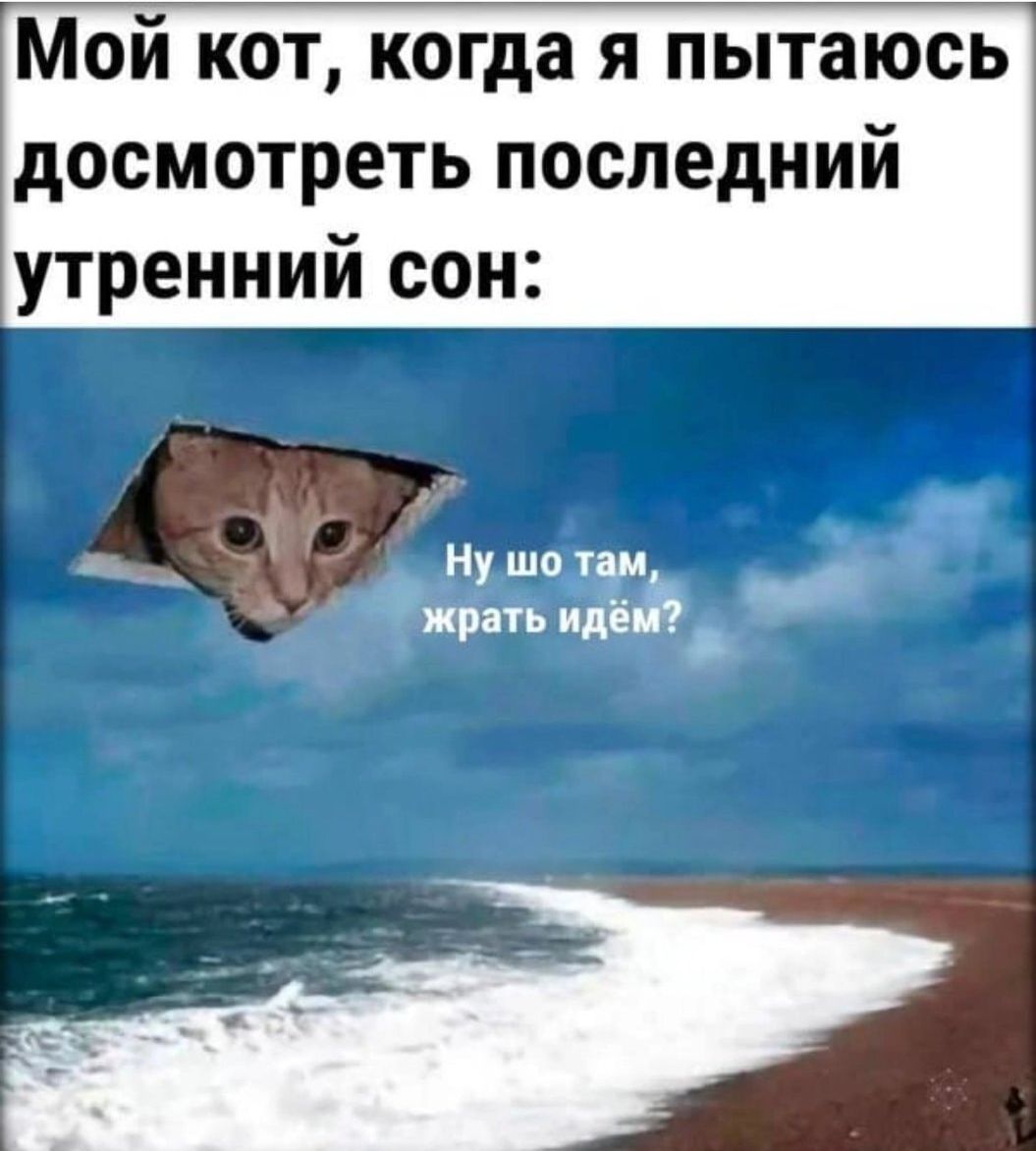 Мой кот когда я пытаюсь досмотреть последний утренний сон нушотш жисть идё
