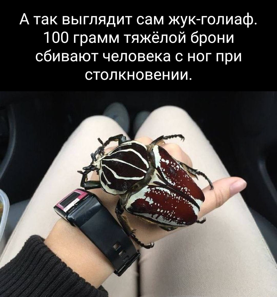 А так выглядит сам жук голиаф 100 грамм тяжёлой брони сбивают человека с ног при стопкновен ИИ