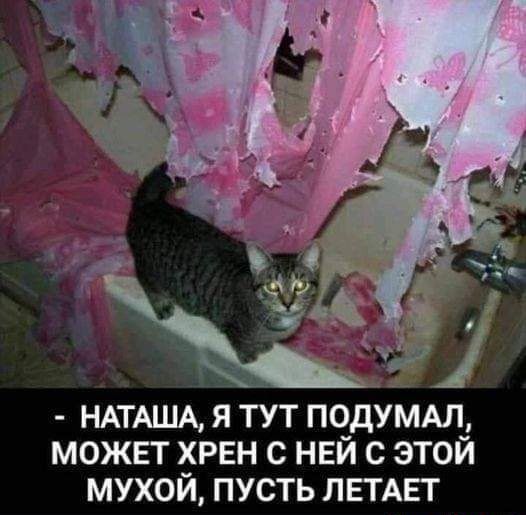 НАТАША я тут пчдумдлд может ХРЕН с нви с этои мухой пусть ЛЕГАЕТ