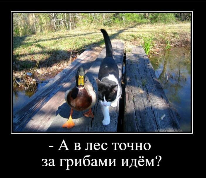 А в лес точно за грибами идём