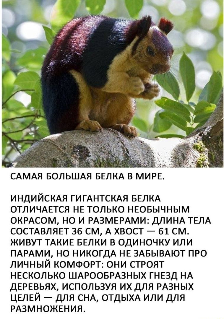 САМАЯ БОЛЬШАЯ БЕЛКА В МИРЕ ИНДИ ЙСКАЯ ГИГАНТСКАЯ БЕЛКА ОТЛИЧАЕТСЯ НЕ ТОЛЬКО НЕОБЫЧНЫМ 0КРАС0М НО И РАЗМЕРАМИ ДЛИНА ТЕЛА СОСТАВЛЯЕТ ЭБ СМ А ХВОСТ 61 СМ ЖИВУТ ТАКИЕ БЕЛКИ В ОДИНОЧКУ ИЛИ ПАРАМИ НО НИКОГДА НЕ ЗАБЫВАЮТ ПРО ЛИЧНЫЙ КОМФОРТ ОНИ СТРОЯТ НЕСКОЛЬКО ШАРООБРАЗНЫХ ГНЕЗД НА ДЕРЕВЬЯХ ИСПОЛЬЗУЯ ИХ ДЛЯ РАЗНЫХ ЦЕЛЕЙ ДЛЯ СНА ОТДЫХА ИЛИ ДЛЯ РАЗМНОЖЕНИЯ