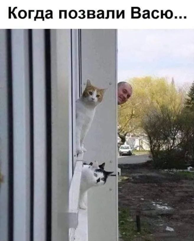 Когда позвали Васю