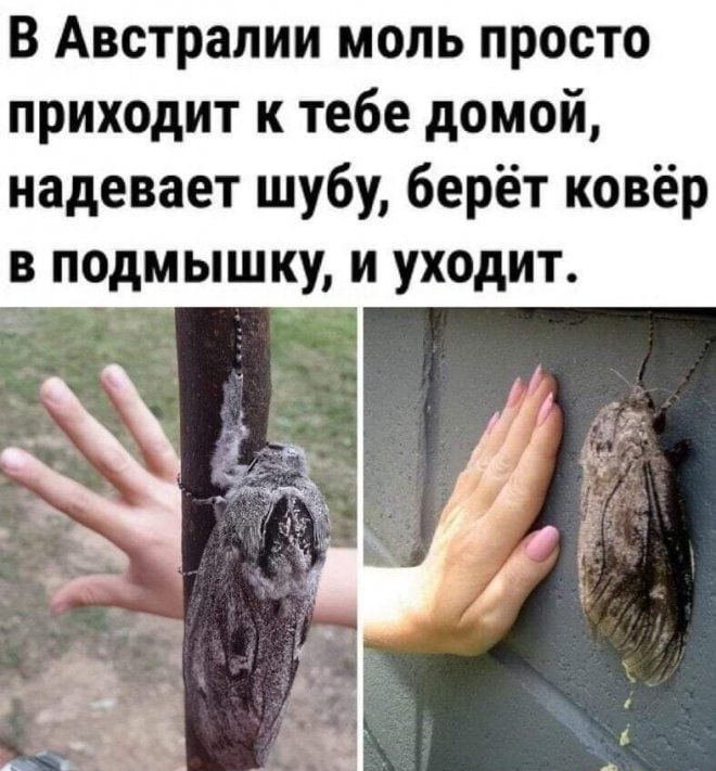 В Австралии моль просто приходит к тебе домой надевает шубу берёт ковёр в подмышку и уходит А 7 1 да
