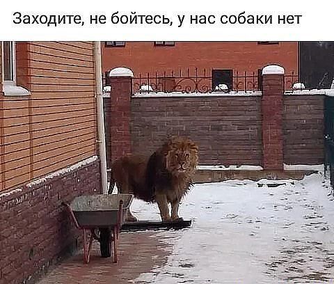 Заходите не бойтесь у нас собаки нет