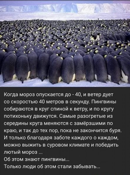 Когда мороз опускается до 40 и ветер дует со скоростью 40 метров в секунду Пингвины собираются в круг спиной ветру и по кругу потихоньку движучся Самые разогретые из середины круга меняются с замёрзшими по краю и так до тех пор пока не закончится буря и только благодаря заботе каждого о каждом МОЖНО ВЫЖИТЬ В суровом климате И победить лютый мороз Об этом знают пингвины Только люди об этом стали за