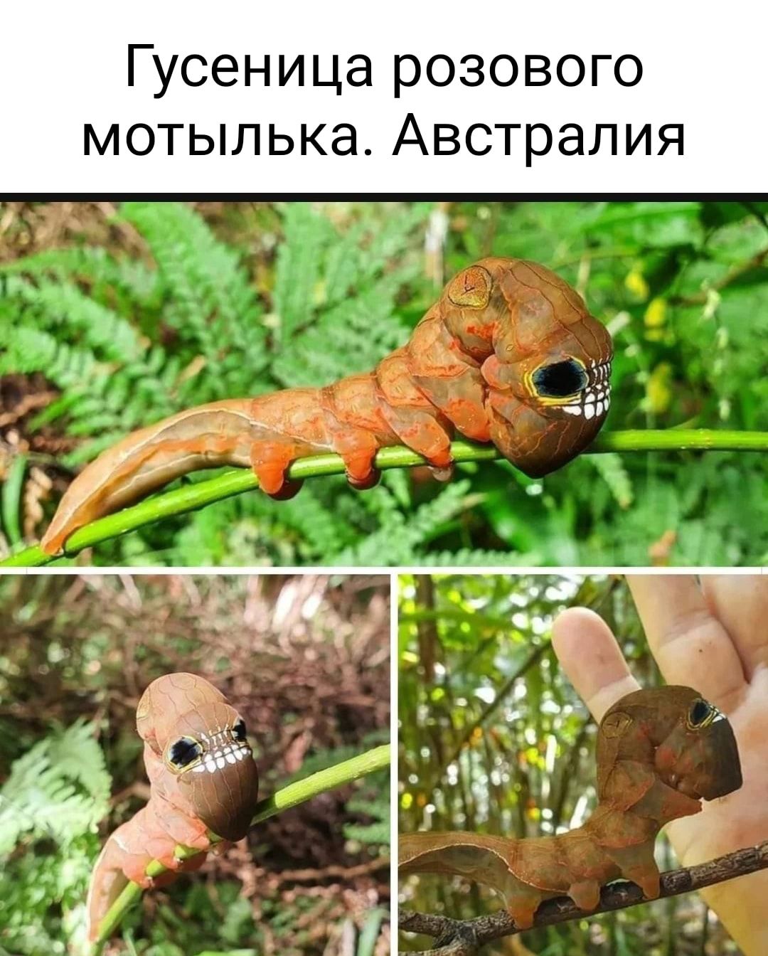 Гусеница розового мотыл ька Австралия