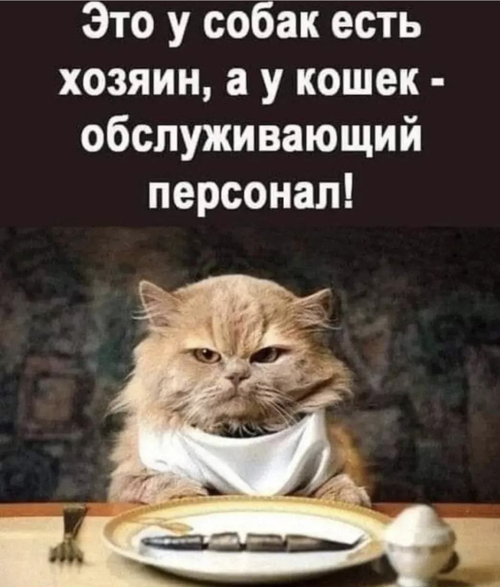Это у собак есть хозяин а у кошек обслуживающий персонал