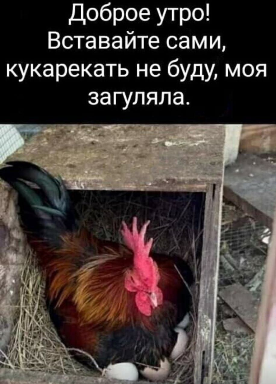 доброе утро Вставайте сами кукарекать не буду моя загуляла