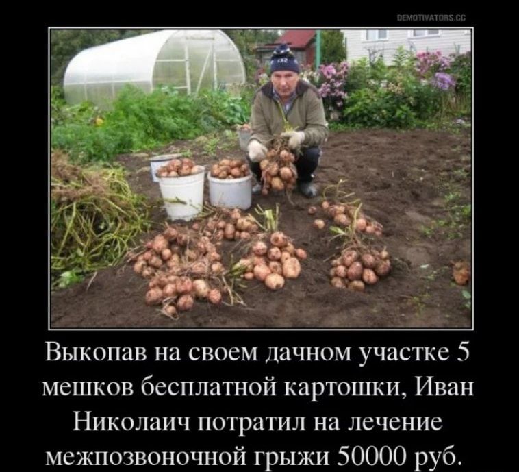 Выкопав на своем дачном участке 5 мешков бесплатной картошки Иван Николаич потратил на лечение межпозвоночной грыжи 50000 руб