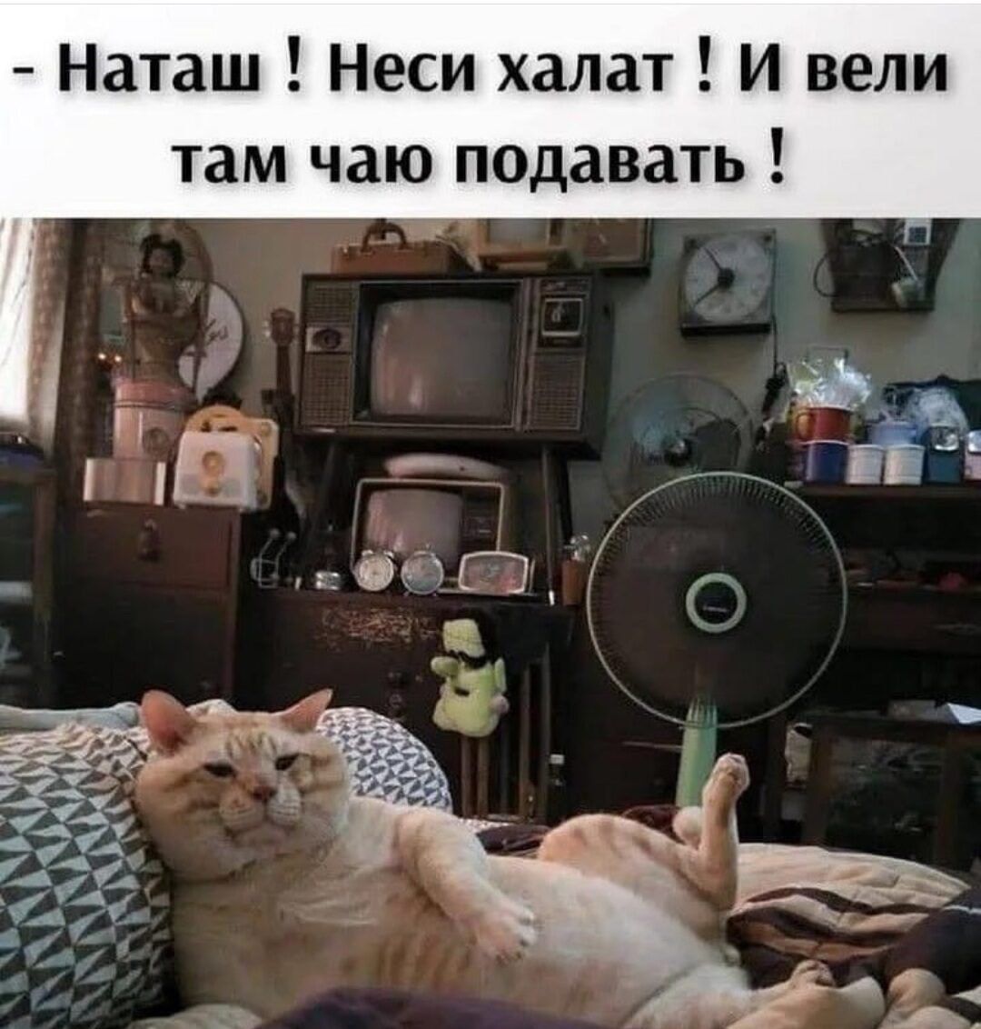 Наташ Неси халат И вели там чаю подавать
