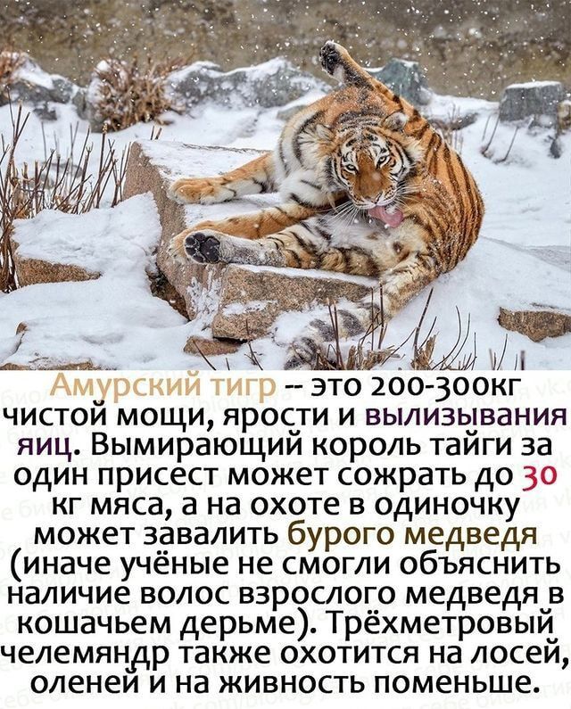 _ это 2оо зоокг чистои мощи ярости и вылизьдвания яиц Вымирающии король таиги за один присест может сожрать до 30 кг мяса в на охоте в одиночку может завалить бурого медведя иначе учёные не смогли объяснить наличие волос взрослого медведячв кошачьем дерьме Трёхметровыи челемяндр также охотится на лосеи оленеи и на живность поменьше