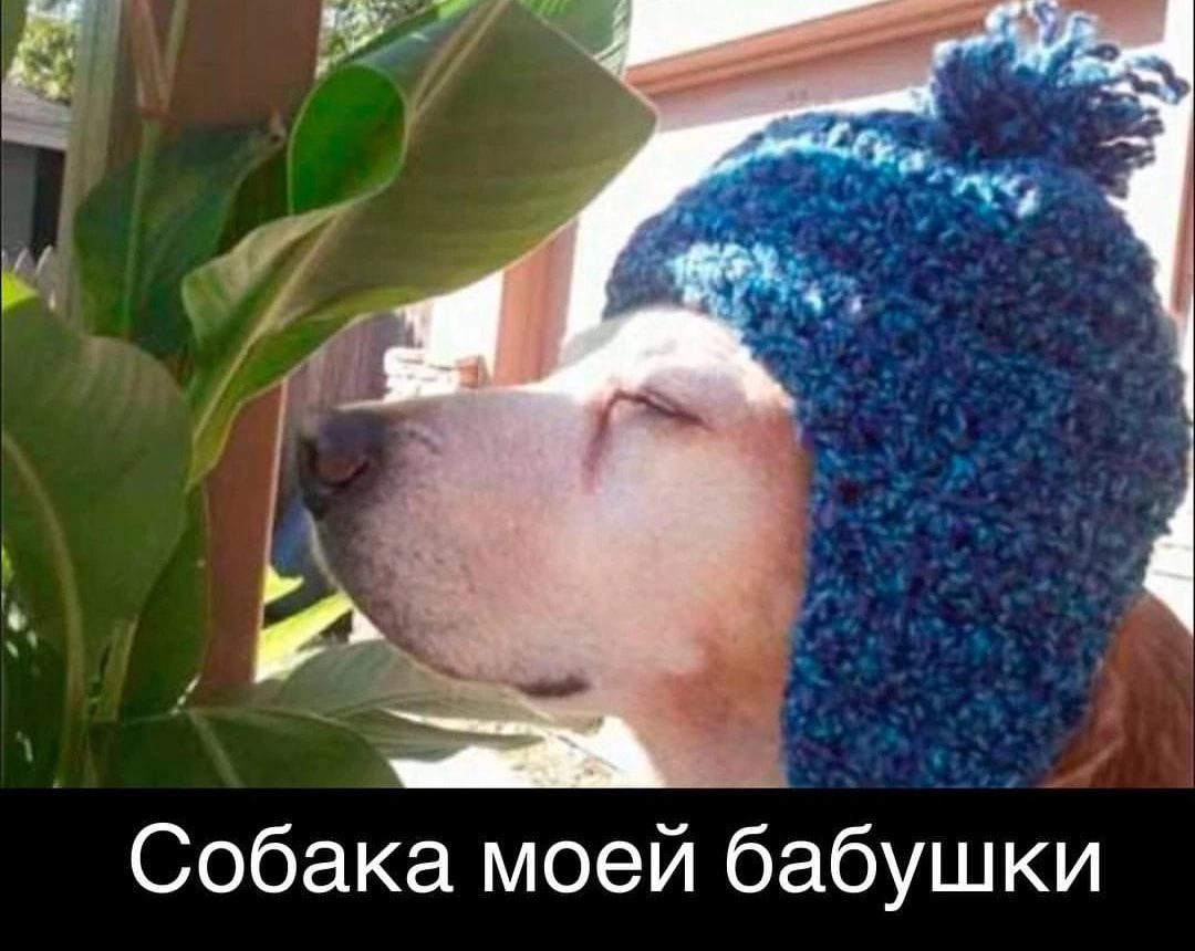 Собака моей бабушки