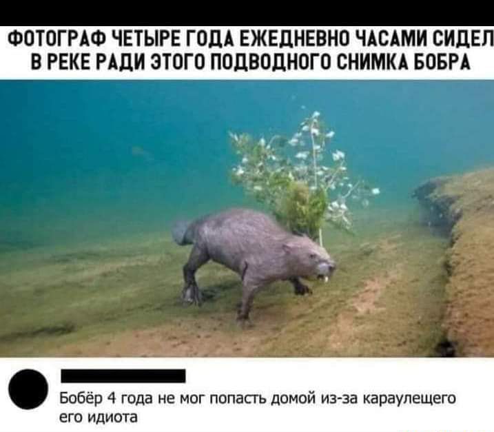 Фотоггю ЧЕТЫРЕ ГодА ЕЖЕДНЕВНЦ ЧАСАМИ СИДЕ В РЕКЕ РАДИ ЗЮГО ПППВОПНПГП СМИМКА БПБРА Бобер гвда на миг попасть домой из за караулещеги его идиота