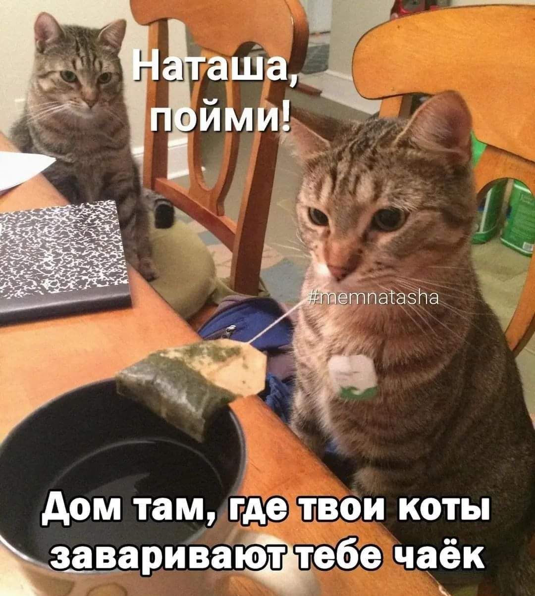 дом там демин коты Ьзаваривапёебе чаёк