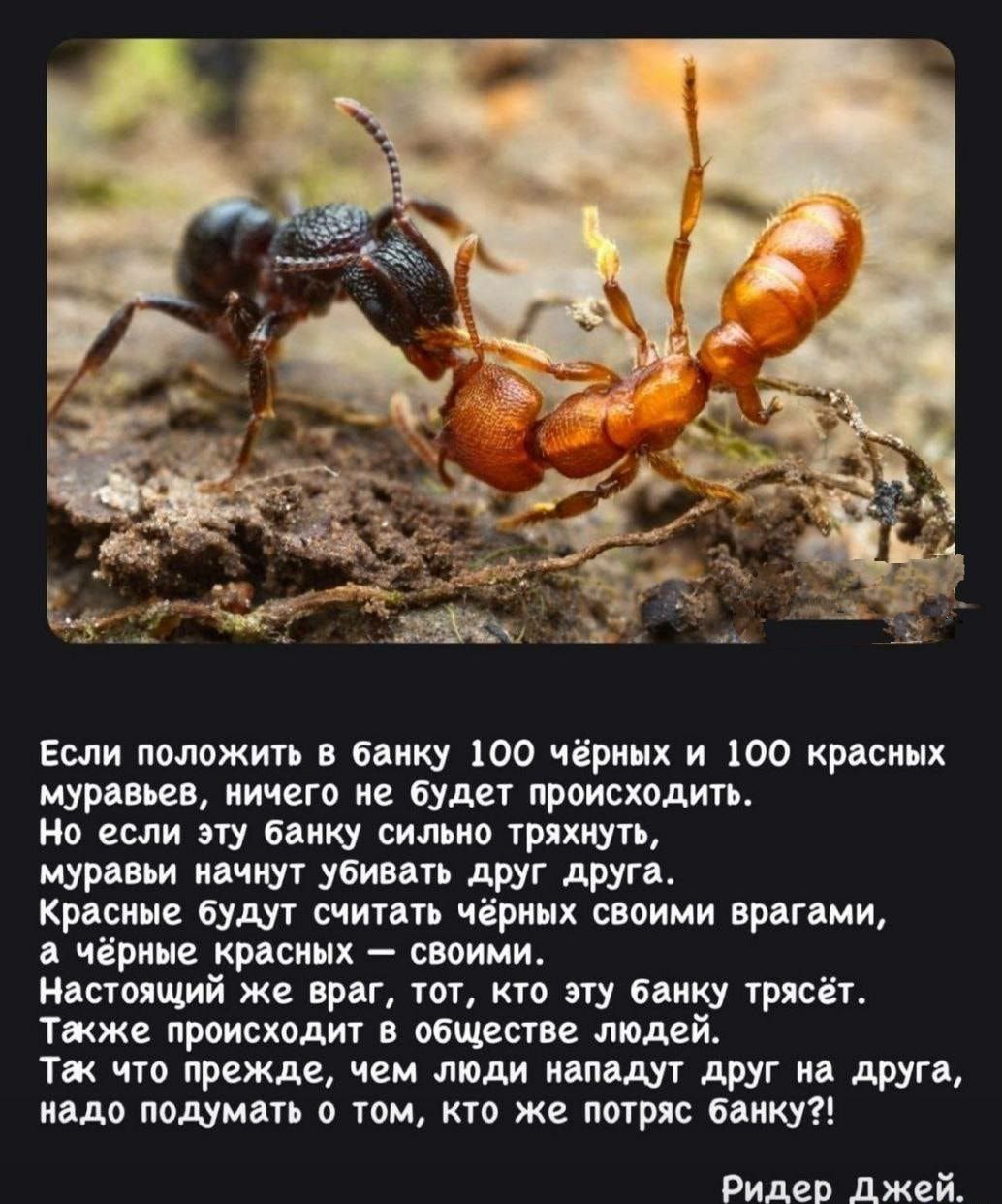 Если пшжип в бы то чірипх и то красных муравьи ищет на будет происходить но если их пику сильио тряхцуп муравьи мчит убивать друг друга Криспи буди счиип чёрных моими првгвми чёрные крпсиих своими кипящий же враг ют кто эту быку тряски тжже происходи обществе людей тж что прежде чем люди идпВдУ дРУГ на друга идиш подумать о тем по же погряз викку Ридер джей
