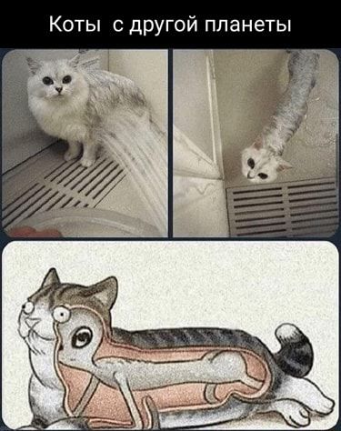 Коты с другой планеты
