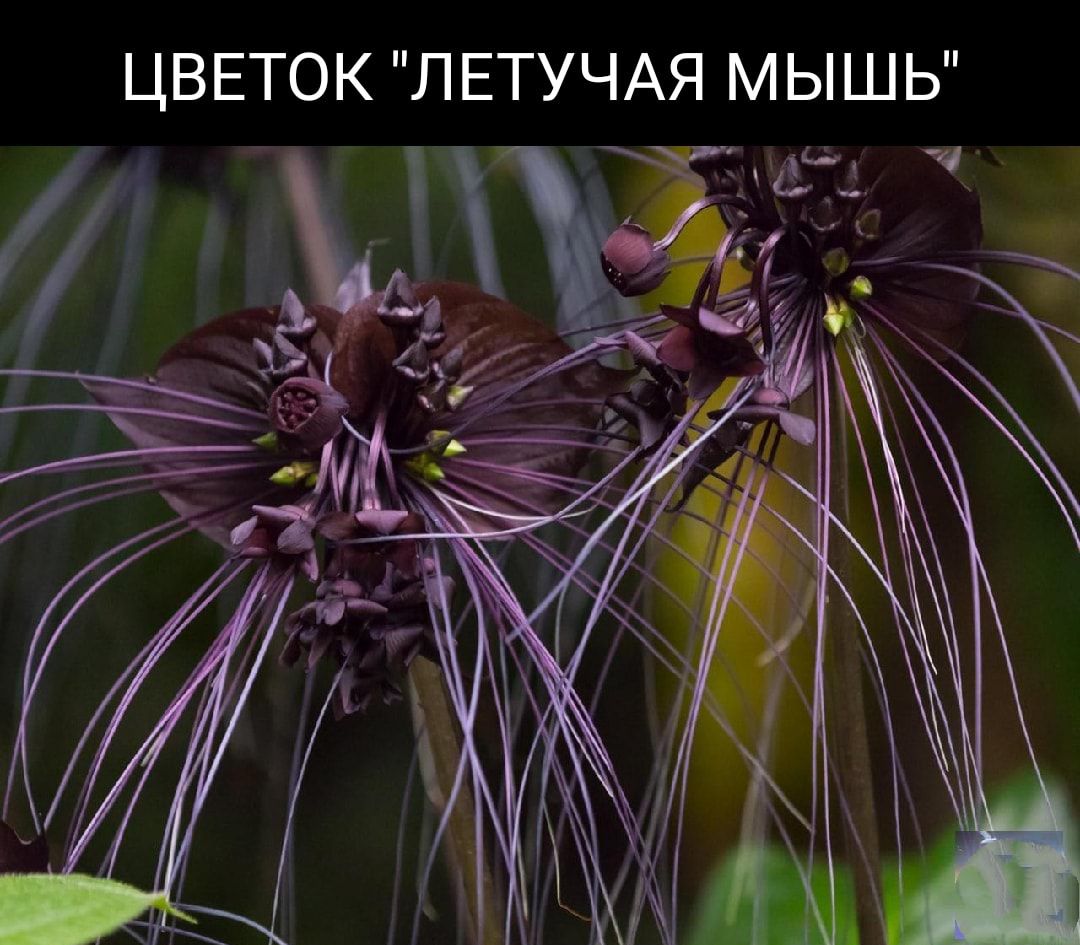 ЦВЕТОК ЛЕТУЧАЯ МЫШЬ