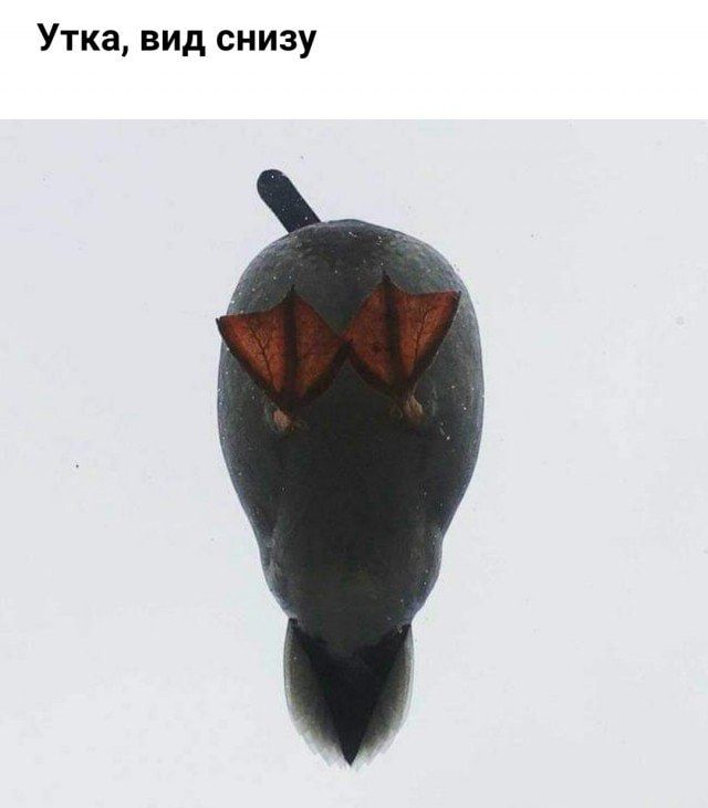 Утка вид снизу