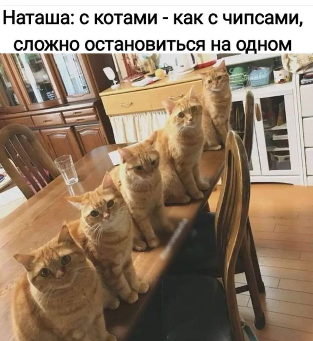 Наташа С котами как С ЧИПСЗМИ