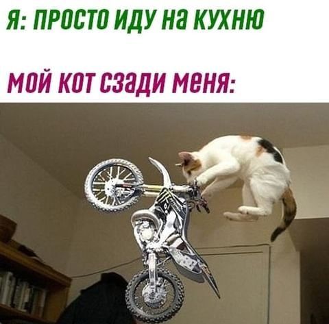 Я ПРПЬТП ИДУ на КУХНЮ МПЙ КПТ СЗЗДИ МЕНЯ