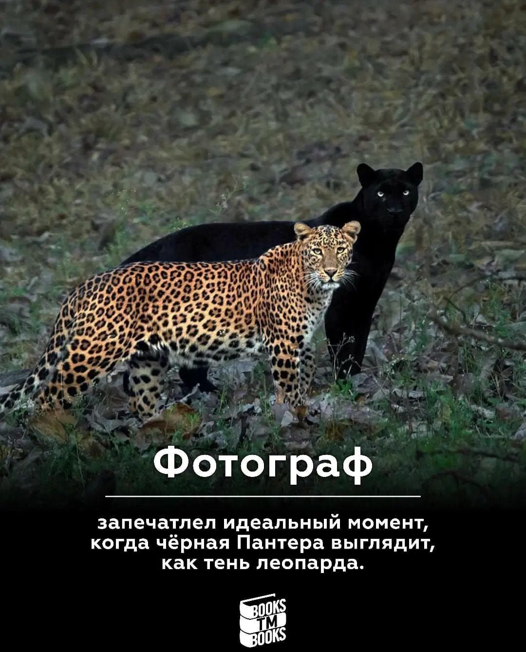Фотограф запечатеп идеальный момент когда чёрная Пантера выглядит как тень леопарда