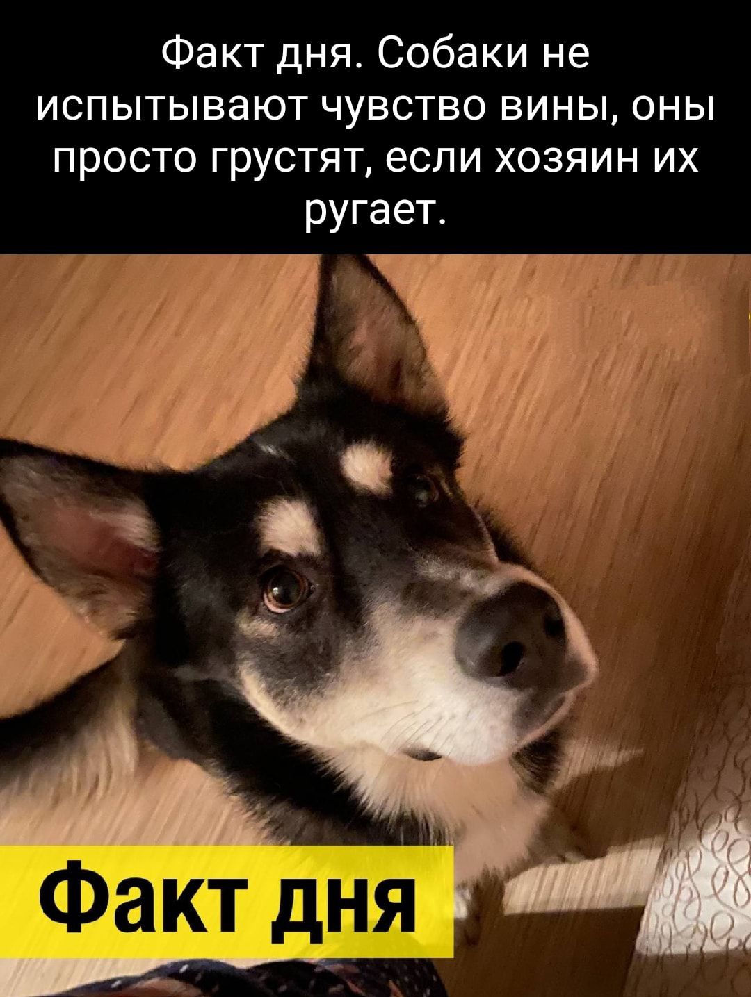 Факт дня Собаки не испытывают чувство вины оны просто грустят если хозяин их ругает