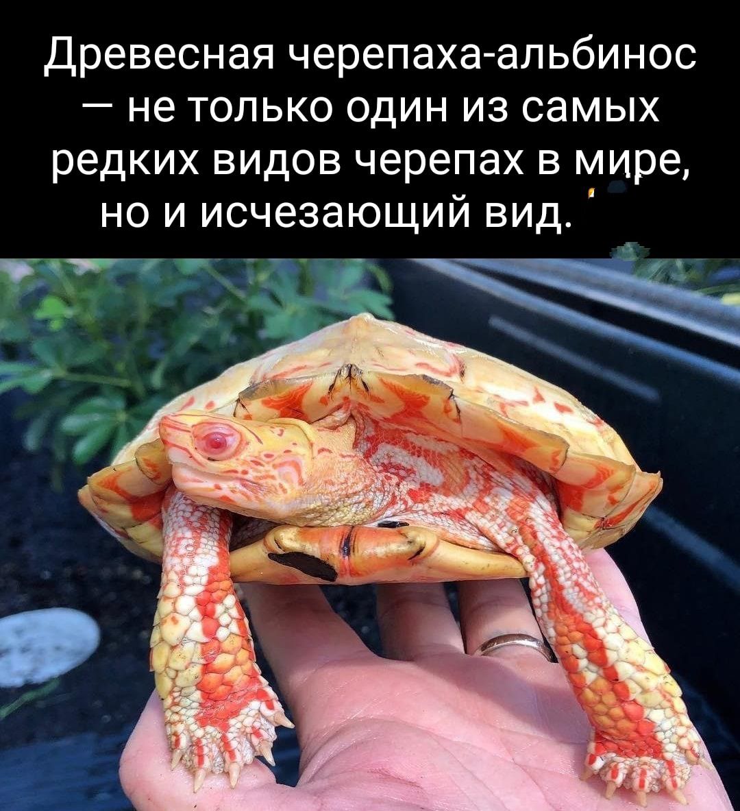 Древесная черепахаапьбинос не только один из самых редких видов черепах в мире