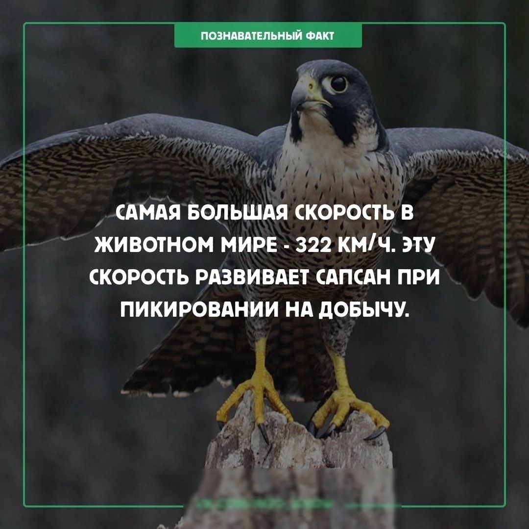 мдя вопьшдй скорость в ЖИЕШНОМ МИРЕ 322 КМЧ ЭТУ СКОРОСТЬ РАЗВИВАЕТ ИПФМ ПРИ ПИКИРОЕАНИИ Нд ПОБЫЧУ