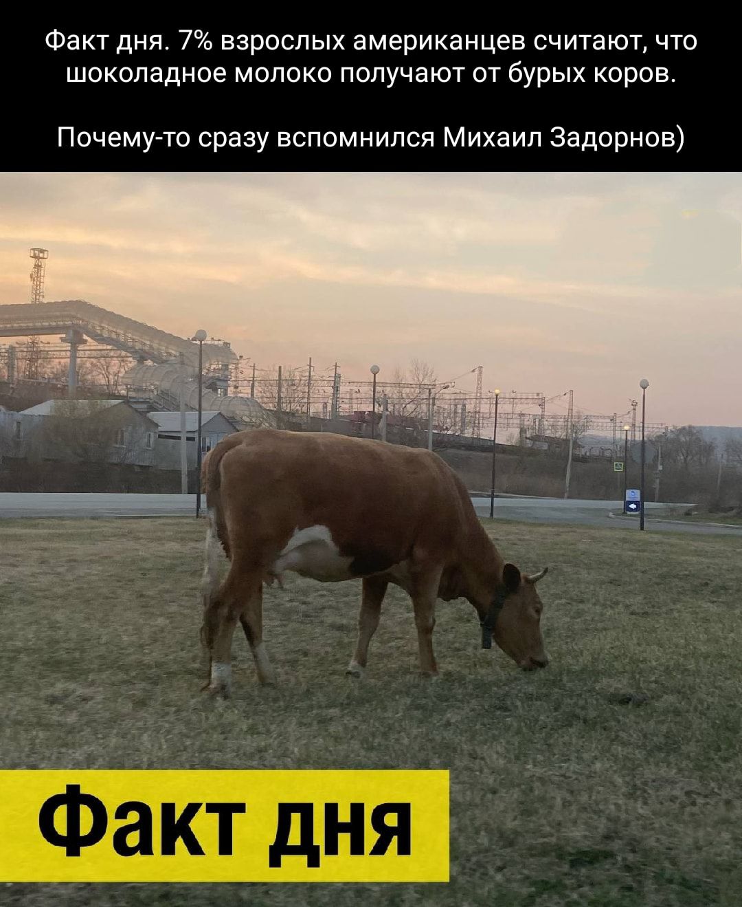 Факт дня 7 взрослых американцев считают что шоколадное молоко получают от бурых коров Почемуто сразу вспомнился Михаил Задорнов