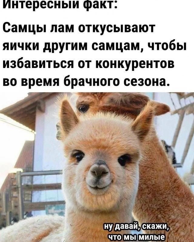Интересным факт Самцы пам откусывают ЯИЧКИ другим самцам ЧТОБЫ ИЗбЗВИТЬОЯ ОТ КОНКУРЕНТОВ ВО время брачного сезона 0 что мкЁпГмилые