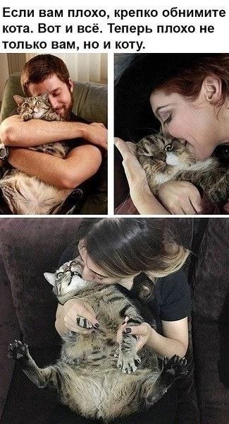 Если вам плохо крепко обнимите кота Вот и всё Теперь плохо не только вам но и коту